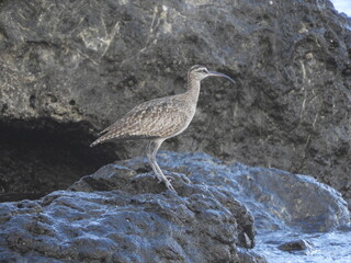 Whimbrel on the rocks of the sea