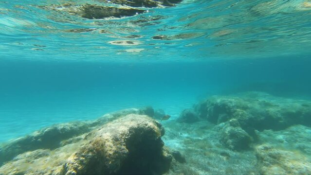 Underwater video of flock of marbled spinefoot fish swimming over rocks in the sea. Crete. Greece