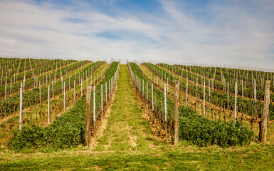 Fototapeta na wymiar Smooth rows of vineyards in Tuscany in spring.