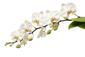Orchids on a white background