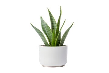 A green Snake Plant against a white background