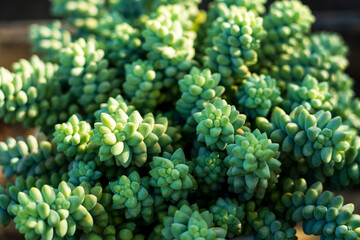 Beautiful green succulent aloe plants cover the frame