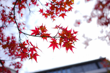 京都紅葉