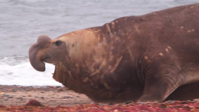 Side view of the Dominant Beach master Elephant Seal Male Galumphing ahead in slow motion, marine mammal