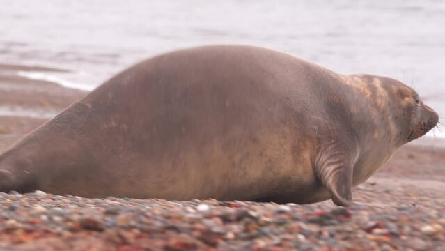 Female Elephant Seal moving towards the sea waves to enter water, blubber moving GALUMPHING
