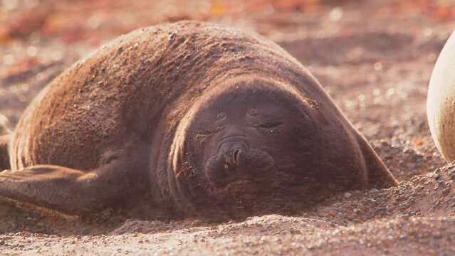 Wind blowing the sand on dace of a elephant seal pups face as it moves its flippers