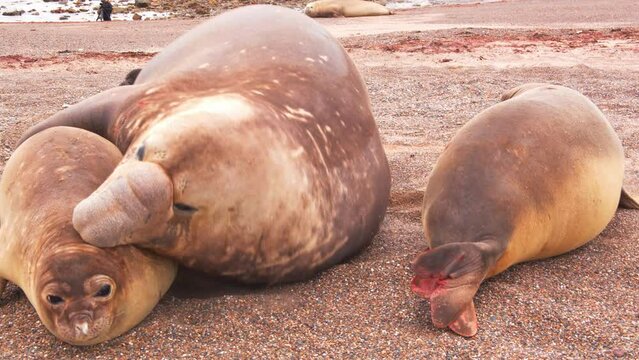 Beach Master Dominant Male Elephant Seal trying to forcibly mate with the females on the bank, one injured female with blood escapes