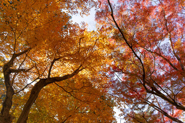 京都紅葉