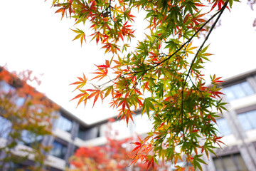 京都紅葉