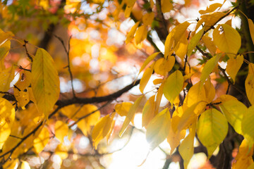 京都紅葉