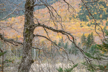 Skeletal tree on the Sam Willey Trail in Crawford Notch, White Mountains, New Hampshire