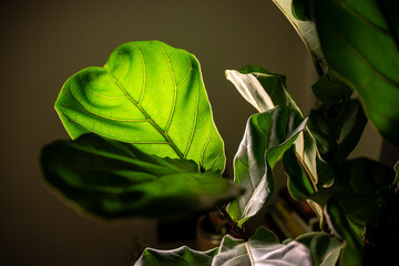 Vivid Green Leaf Close-Up