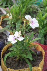 Dianthus White Pink flower plant on farm