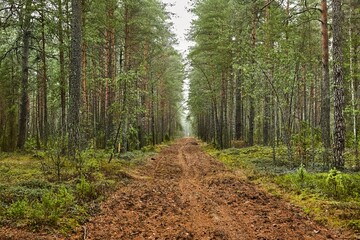 Forest clearing, muddy road for forestry