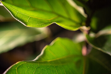 Vivid Green Leaf Close-Up