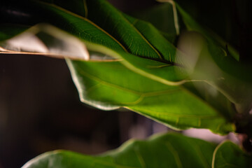 Lush Indoor Plant Leaves with Soft Focus