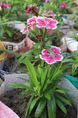 dianthus barbatus white pink flower plant