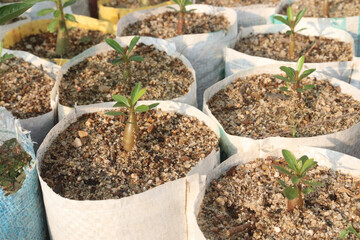 Adenium flower and bonsai plant on nursery