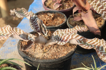 cryptanthus zonatus leaf plant on farm
