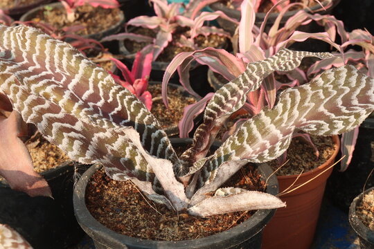 cryptanthus zonatus leaf plant on farm
