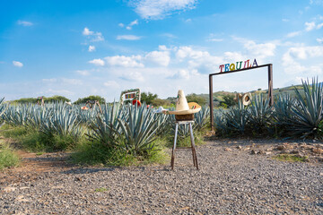 En el campo de agave hay letreros de Tequila y sombreros típicos mexicanos. - obrazy, fototapety, plakaty