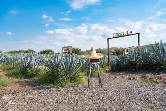 En el campo de agave hay letreros de Tequila y sombreros t&iacute;picos mexicanos.