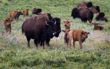 Bison in Babb, Montana