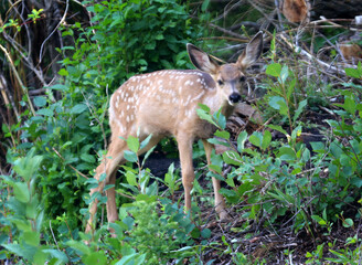 Mule deer in Cardston, AB, Canada