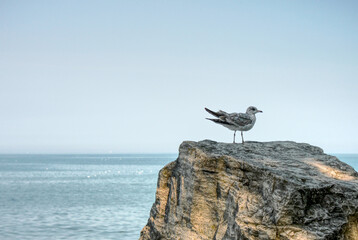 Seagull standing on a rock by the beach