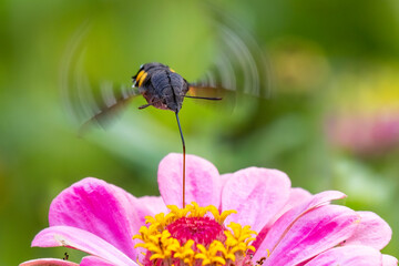 Hummingbird hawk moth