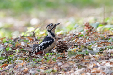 Great Spotted Woodpecker bird