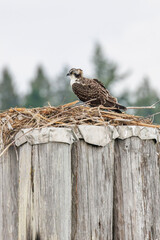juvenile osprey bird