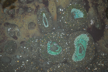 Anemones in tide pools on the coast of Washington