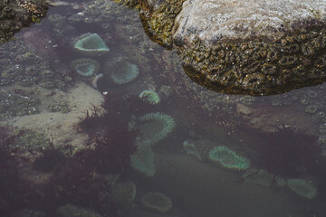 Anemones in tide pools on the coast of Washington