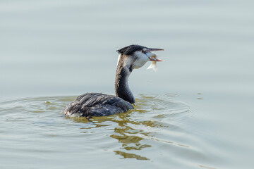 Great Crested Grebe bird