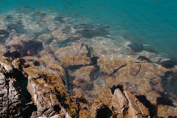 Urchins in tide pools on the coast of Washington