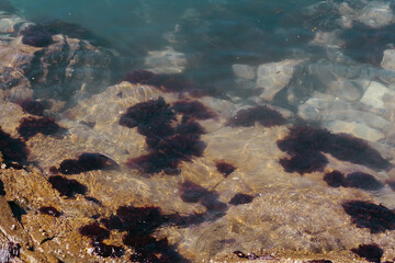 Urchins in tide pools on the coast of Washington