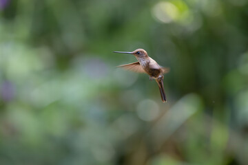 Little Hummingbird