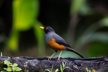 Perched Chestnut-Bellied Thrush
