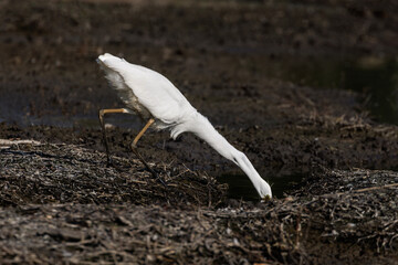 Great Egret bird