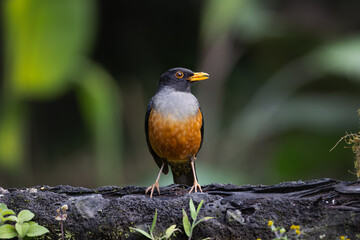 Perched Chestnut-Bellied Thrush