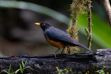 Perched Chestnut-Bellied Thrush