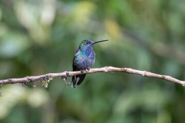 Little Hummingbird