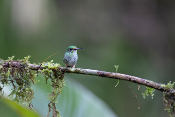 Little Hummingbird
