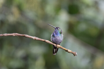 Little Hummingbird