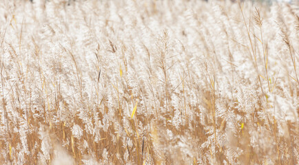 yellow reed background