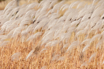 yellow reed background