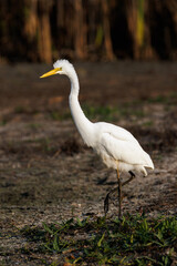 Great Egret bird