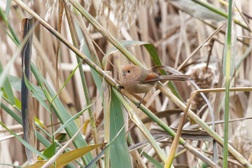 Vinous throated Parrotbill bird
