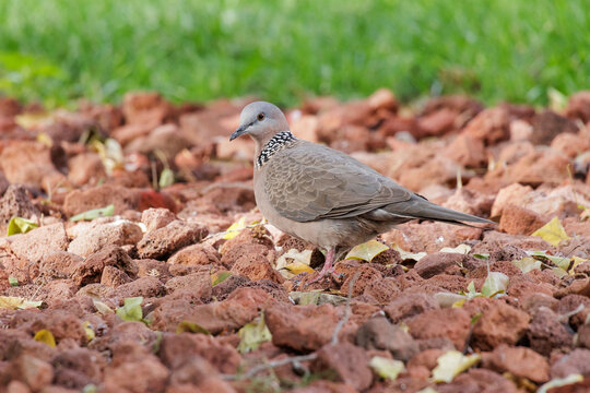 Spotted Dove bird